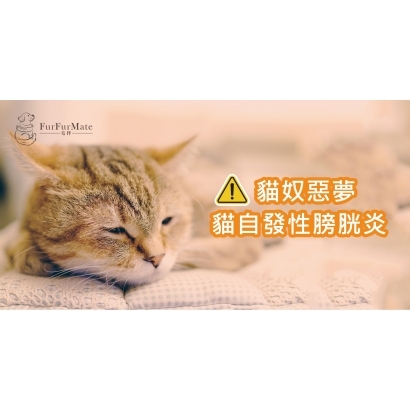 膀胱炎衛教.jpg