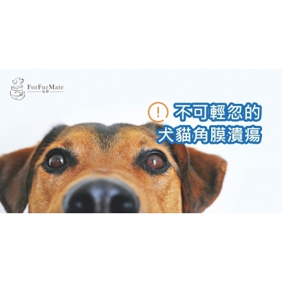 角膜潰瘍衛教.jpg