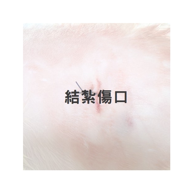 母貓結紮傷口1.jpg