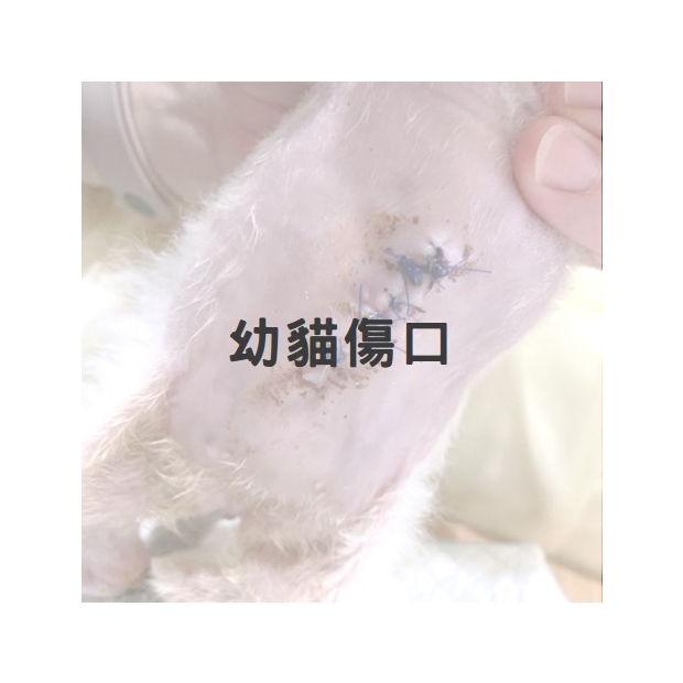 幼貓嚴重傷口1.jpg