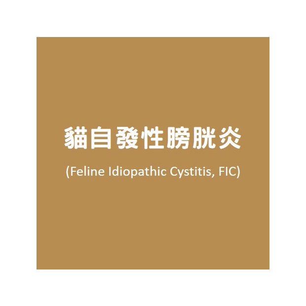 貓自發性膀胱炎.jpg