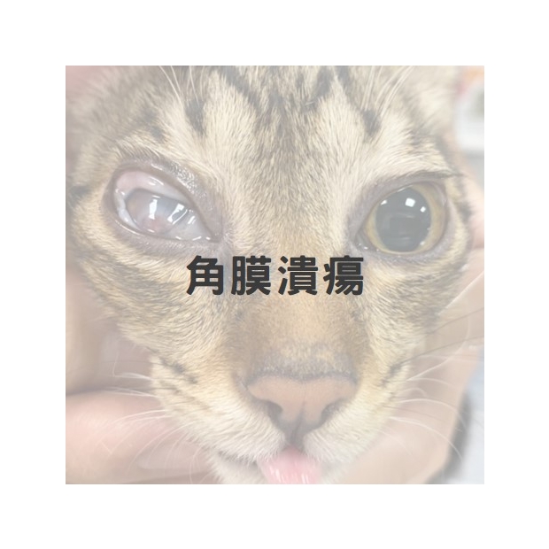 深層角膜潰瘍1.jpg