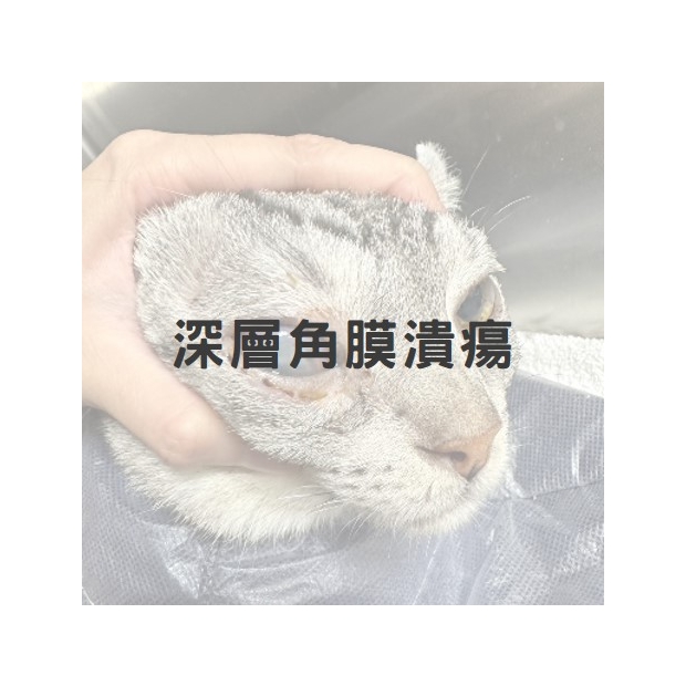 膽囊炎深層角膜潰瘍1.jpg