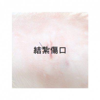 母貓結紮傷口1.jpg