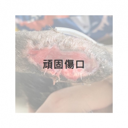 無特殊疾病貓咪頑固傷口1.jpg