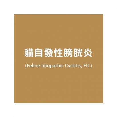 貓自發性膀胱炎.jpg