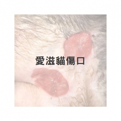 愛滋貓大面積傷口1.jpg