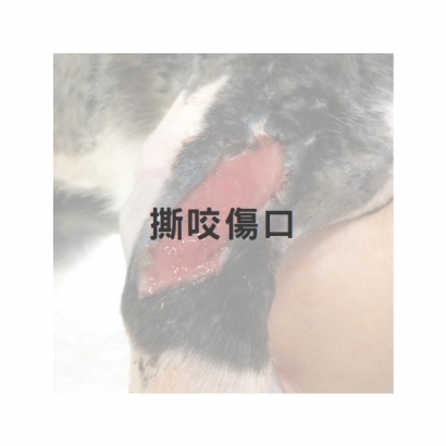 打架撕咬傷口1.jpg