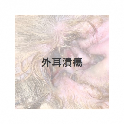 外耳頑固潰瘍1.jpg