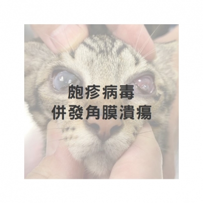 皰疹病毒併發角膜潰瘍1.jpg
