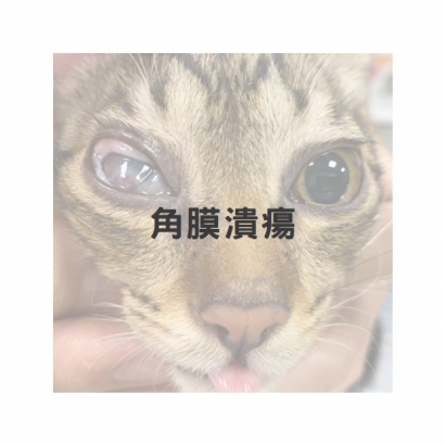 深層角膜潰瘍1.jpg