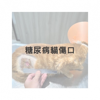 糖尿病貓傷口1.jpg