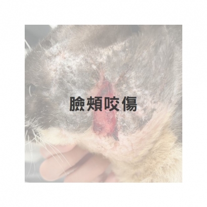 臉頰咬傷1.jpg