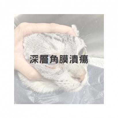 膽囊炎深層角膜潰瘍1.jpg